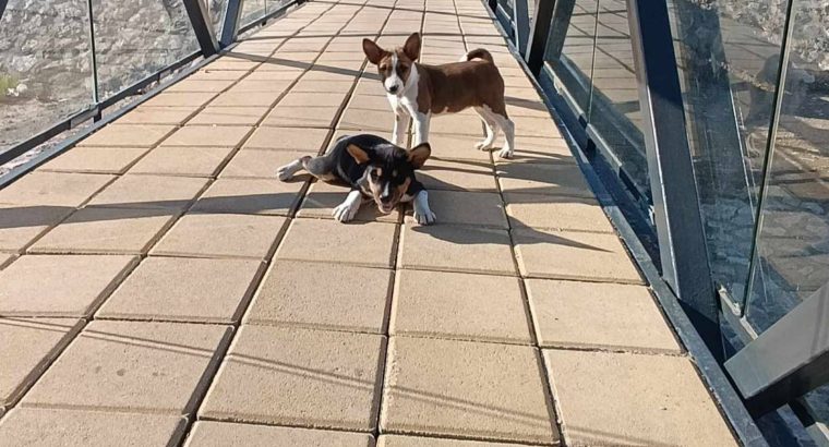 Basenji puppies for sale