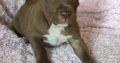 American Pit Bull Terrier puppies