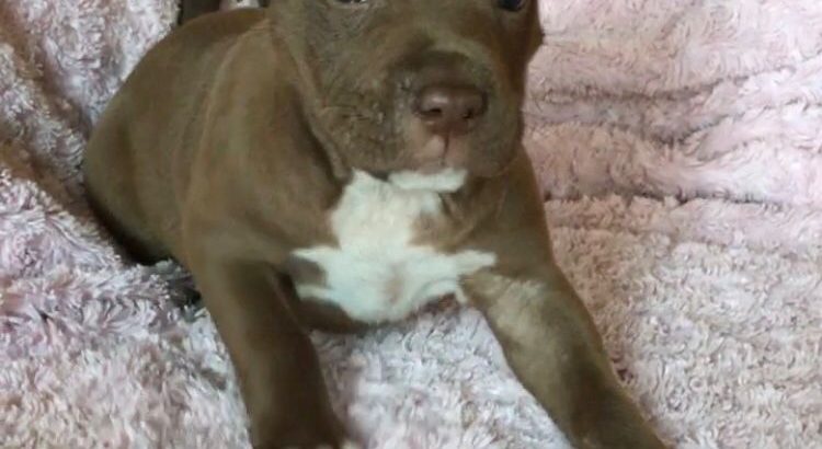 American Pit Bull Terrier puppies