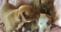 American Pit Bull Terrier puppies