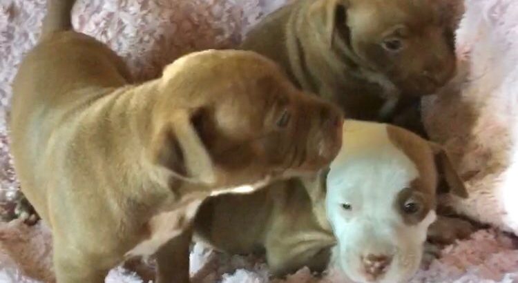 American Pit Bull Terrier puppies