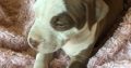 American Pit Bull Terrier puppies
