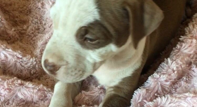 American Pit Bull Terrier puppies