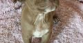American Pit Bull Terrier puppies
