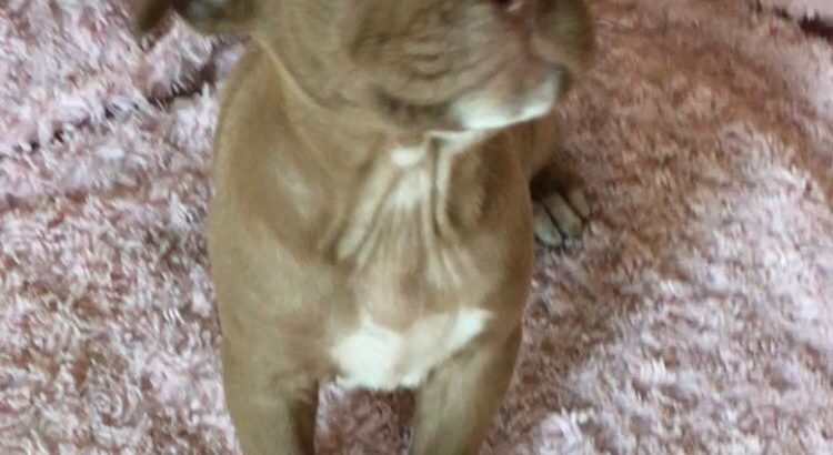 American Pit Bull Terrier puppies