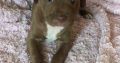 American Pit Bull Terrier puppies