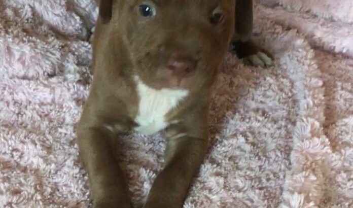 American Pit Bull Terrier puppies