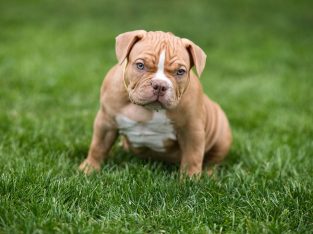 American Bully puppies for sale