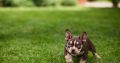 American Bully puppies for sale