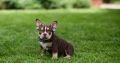 American Bully puppies for sale