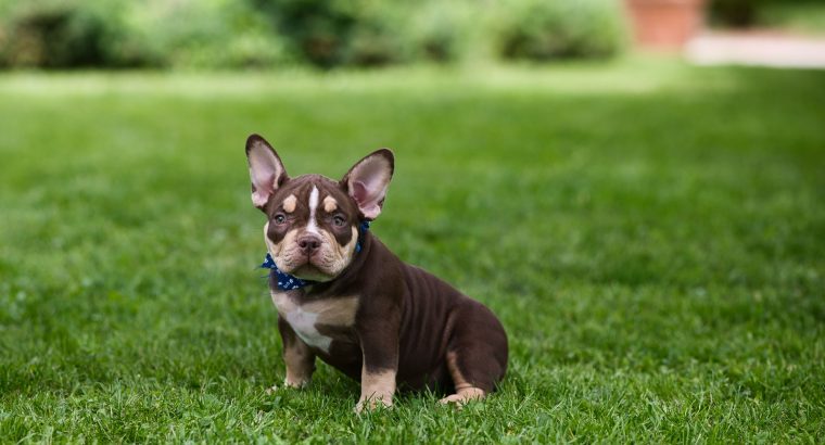 American Bully puppies for sale