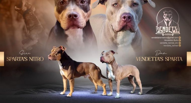 American Pit Bull Terrier puppies