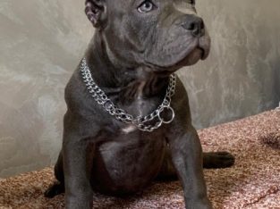 American Bully Exotic Micro puppies