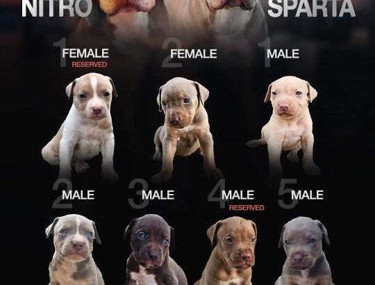 American Pit Bull Terrier puppies