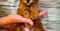 Mini Poodle puppies