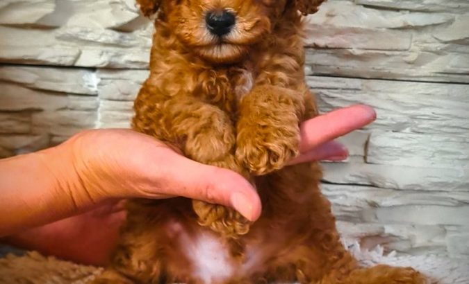 Mini Poodle puppies