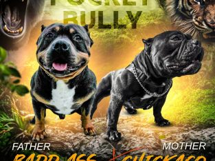 Pocket Micro American Bully puppies
