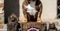 American Bully puppies for sale