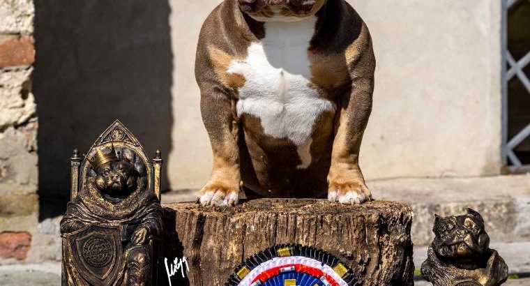 American Bully puppies for sale