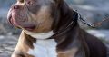 American Bully puppies for sale