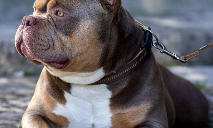 American Bully puppies for sale
