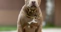 XL American Bully puppies