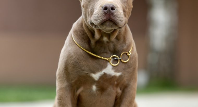 XL American Bully puppies