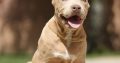 XL American Bully puppies