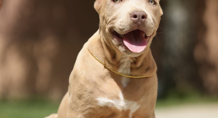 XL American Bully puppies