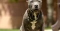 XL American Bully puppies