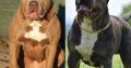 XL American Bully puppies