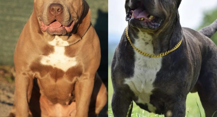 XL American Bully puppies