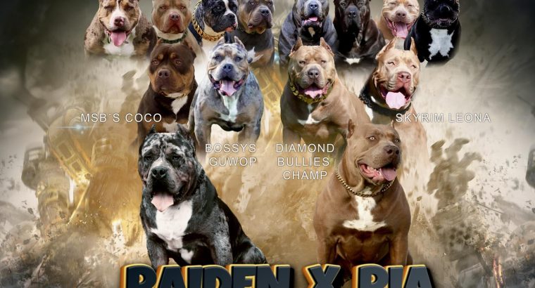 XL American Bully puppies