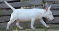 Miniature Bull Terrier puppies