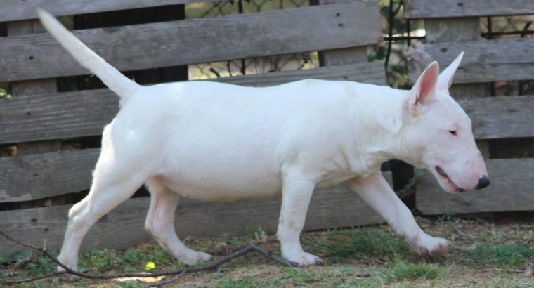 Miniature Bull Terrier puppies