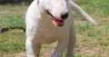 Miniature Bull Terrier puppies