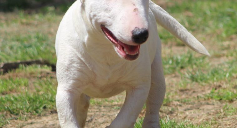 Miniature Bull Terrier puppies