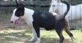 Miniature Bull Terrier puppies