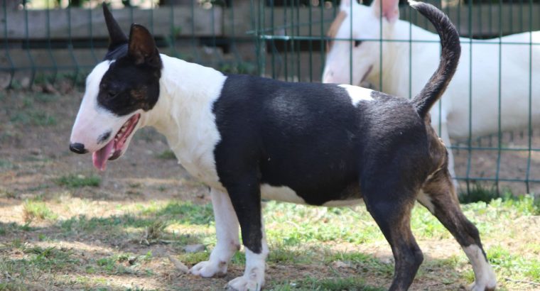 Miniature Bull Terrier puppies