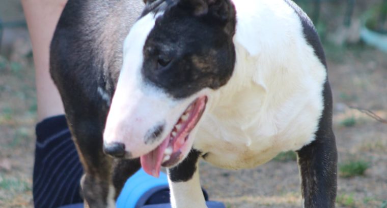 Miniature Bull Terrier puppies