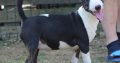 Miniature Bull Terrier puppies
