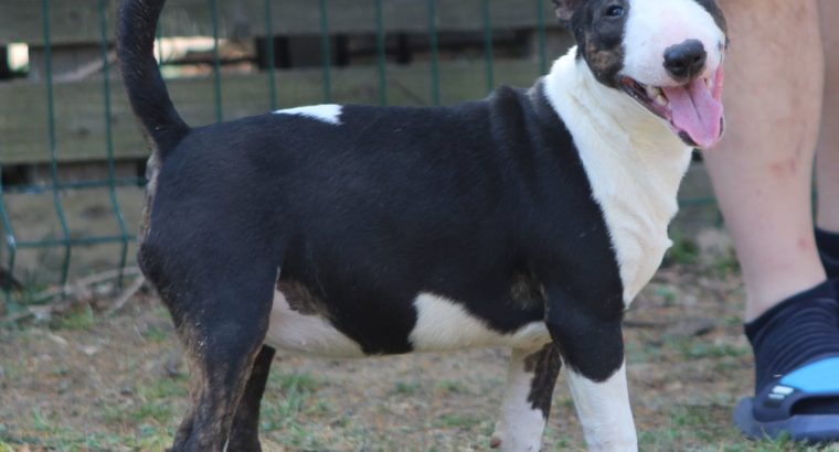 Miniature Bull Terrier puppies