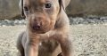 American Pit Bull Terrier puppies