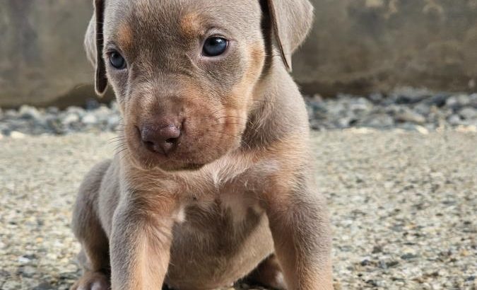 American Pit Bull Terrier puppies