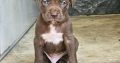 American Pit Bull Terrier puppies