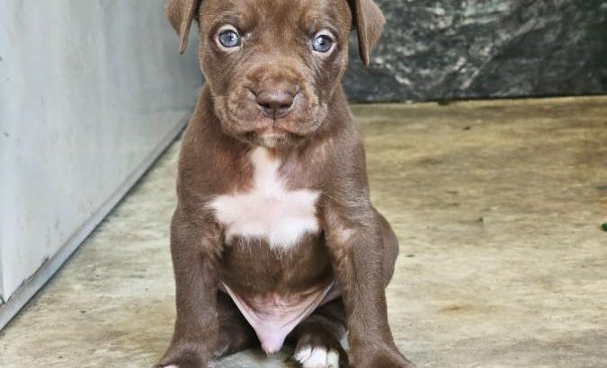 American Pit Bull Terrier puppies