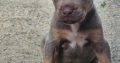 American Pit Bull Terrier puppies