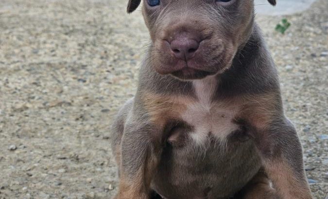 American Pit Bull Terrier puppies