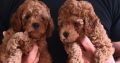 Mini Poodle puppies