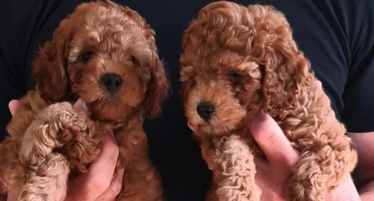 Mini Poodle puppies
